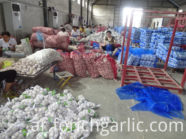 Regular White Garlic Best Quality